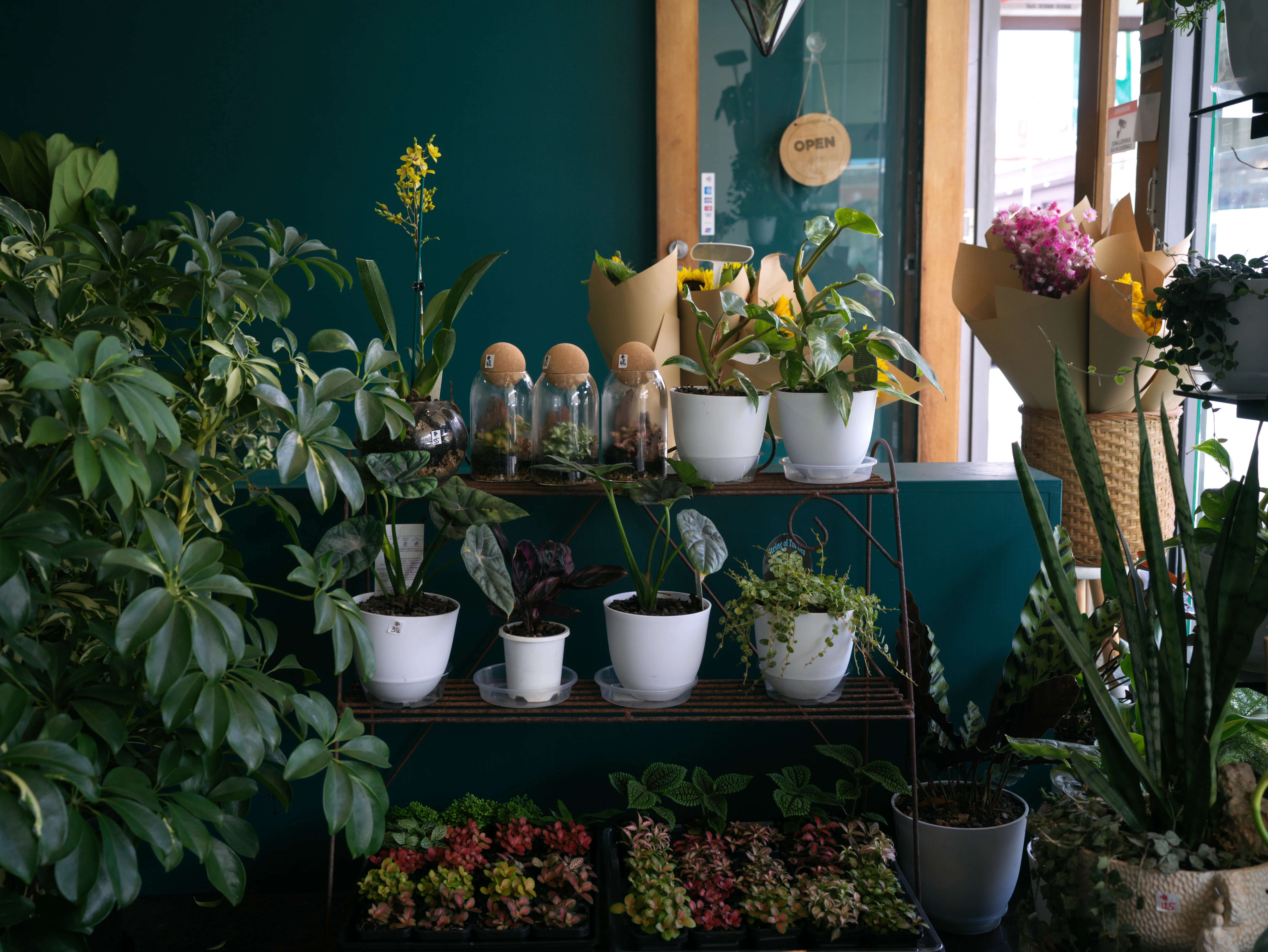 Deep-teal feature wall interior with plant stand and terrariums at Petal Pop Flowers